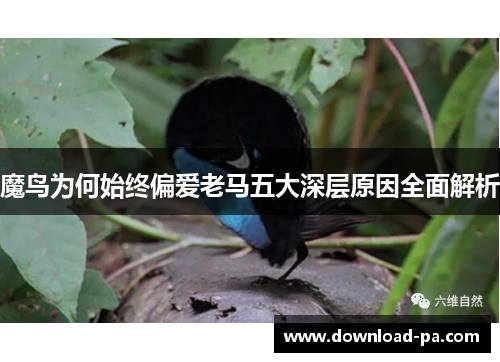 魔鸟为何始终偏爱老马五大深层原因全面解析